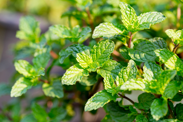 Fresh Herbs help keep away Pests in Visalia, CA | Pest Control Now