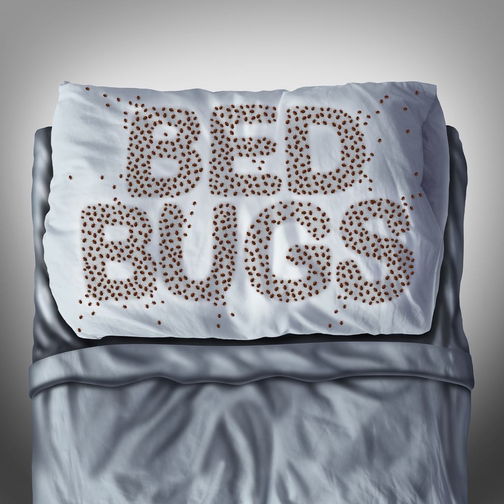 Everything You Need TO Know About Bed Bugs and Their Hiding Places In Visalia, CA | Pest Control Now