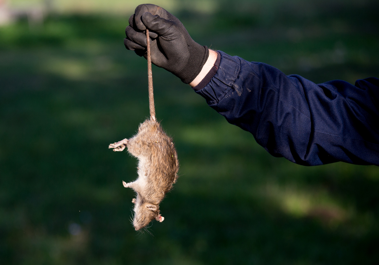 Ways to Make Your Home Rodents Proof In Visalia, CA | Pest Control Now